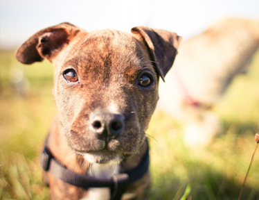 Hammerpond Kennel Referrals
