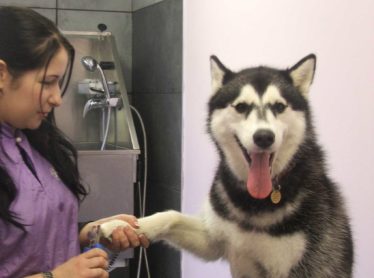 girl clipping dog nails