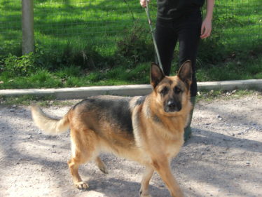 Hammerpond Dog Walks