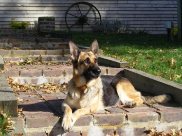 Hammerpond Dogs