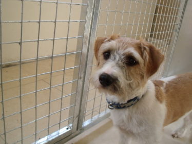 My Stay at Hammerpond Kennels
