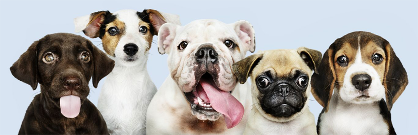 Hammerpond Kennels Contact-us