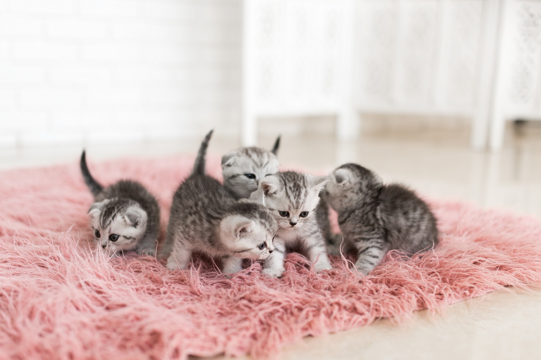 Cattery