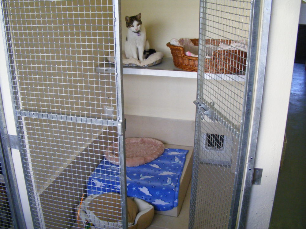Hammerpond Cattery Horsham