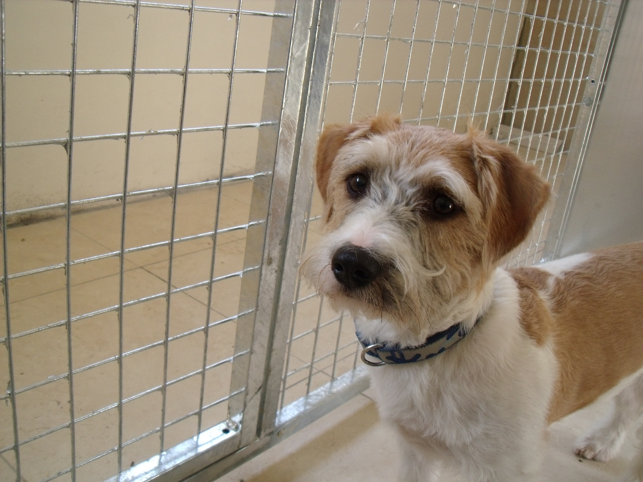 My Stay at Hammerpond Kennels