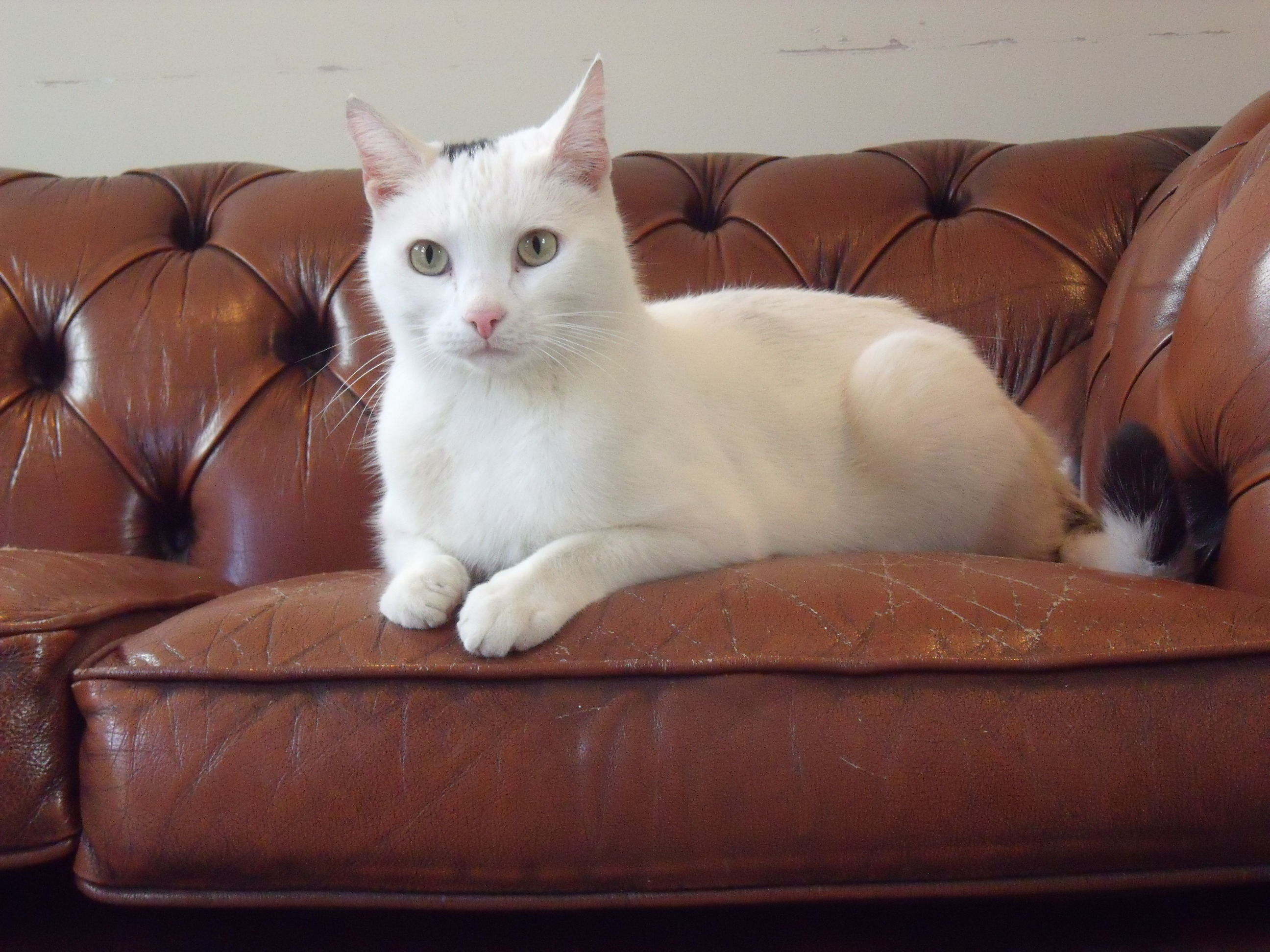 Hammerpond Cats in the Office