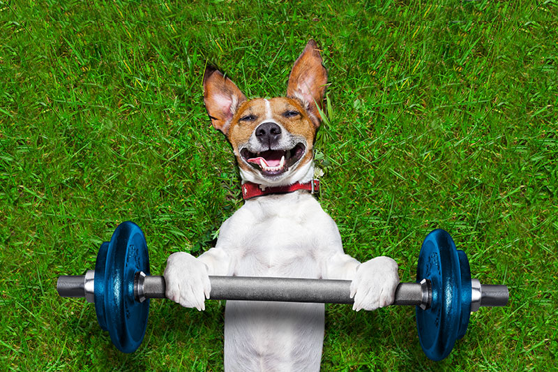 dog exercise and playingd